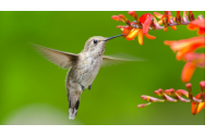 Poveștile păsărilor colibri