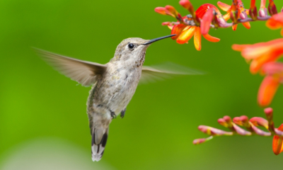 Poveștile păsărilor colibri