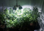  Cultură indoor de cannabis descoperită la Iași