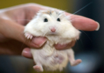  O ieşeancă a solicitat la DSP certificat verde pentru hamster