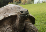  Povestea lui Jonathan, țestoasa care la 190 de ani se bucură din plin de viață