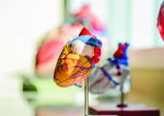 Tot Ce Ar Trebui Să Știi Despre Cardiomiopatie