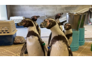Doi pinguini de același sex au clocit împreună un ou. Puiul a venit pe lume pe 1 ianuarie