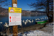 Lebede moarte de gripă aviară, pe un lac la Piatra Neamț