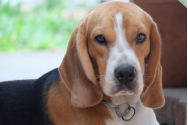 Experimente pe câini în Spania - 38 de Beagle au fost schingiuiți