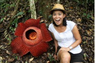 „Floarea-cadavru”, una dintre cele mai mari plante din lume, care emană un miros îngrozitor