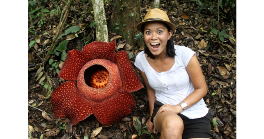 searching-for-rafflesia-in-bukittinggi-864x576