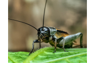 Greierele de casă, a treia insectă autorizată ca ingredient alimentar în UE, după viermele galben uscat şi lăcusta călătoare 