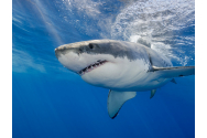 Autorităţile australiene au început cursa pentru găsirea rechinului alb care a ucis un bărbat la Sydney