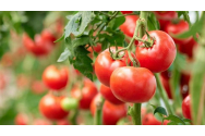Cinci italieni au pus la cale „Afacerea tomata” în România. Cum au pus mâna pe subvenții de 800.000 de euro fără a cultiva nicio roșie și au mutat banii prin cinci firme ca să li se piardă urma