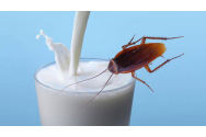 Laptele de gândac, leac pentru cancer