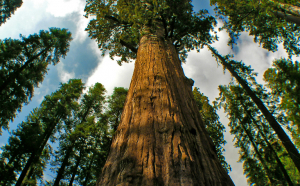 TOP 10 cei mai înalți copaci din lume