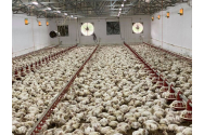 Gripa aviară se extinde în fermele din România. 33.000 de păsări au fost omorâte la o fermă din Giurgiu