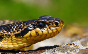 Unde se află cel mai mare șarpe din România