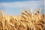 Pericol pentru alimentația mondială. Producția de cereale a Ucrainei, la jumătate în 2022 din cauza războiului