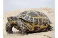  Dieta lui Charles Darwin - țestoase, bufnițe maro și pume