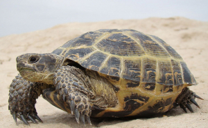  Dieta lui Charles Darwin - țestoase, bufnițe maro și pume