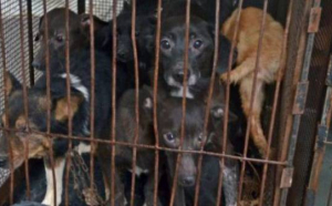 Nemțean amendat cu 3.000 de lei după ce a abandonat un câine într-un sac de rafie la marginea drumului
