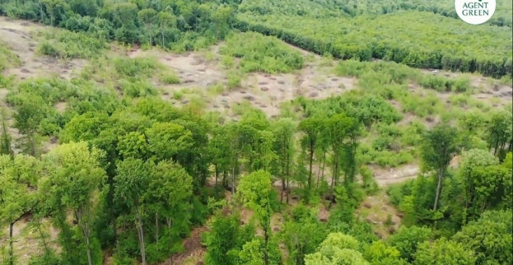 La rejudecare, Curtea de Apel Bucureşti a decis: tăierile din pădurea Dobrovăţ sunt perfect legale!
