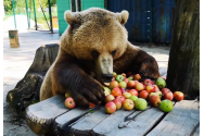 Primăria Băile Tușnad taie toți pomii fructiferi ca să alunge urșii