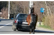 Cal legat de maşină în Cluj. Poliţia Animalelor a început cercetările 