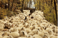 Western de Erbiceni: oi în loc de vaci şi Volkswagen-uri pe post de cai