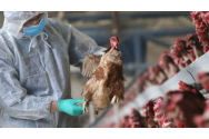 Focar de gripă aviară la granița României cu Ungaria