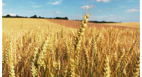 cornfield-wheat-fields-field-wheat-thumbnail