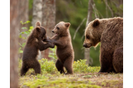 Urșii au dat iama în Ditrău, Sânsimion şi Poloniţa. Animalele au fost alungate de polițiști și jandarmi