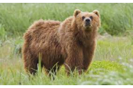 Biologul care are grijă de urşii din Munţii Vrancei: „Urşii hrăniţi de oameni devin urşi morţi“