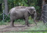 Un elefant din New York a ajuns la tribunal. Judecătorii vor trebui să decidă dacă este o... persoană