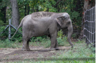 Un elefant din New York a ajuns la tribunal. Judecătorii vor trebui să decidă dacă este o... persoană