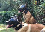 Câinii de război ai Ucrainei poartă căști de 11.000 de dolari