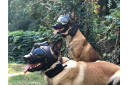 Câinii de război ai Ucrainei poartă căști de 11.000 de dolari