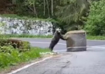 Un urs a fost filmat la Raliul Argeșului, când mută un balot de paie