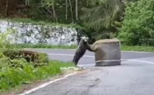 Un urs a fost filmat la Raliul Argeșului, când mută un balot de paie
