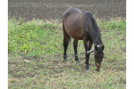 Cel mai faimos hoţ de cai din Moldova va fi rejudecat