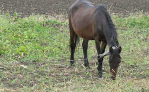 Cel mai faimos hoţ de cai din Moldova va fi rejudecat