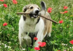 Adus din România şi abandonat în Germania, un câine îşi caută stăpâni