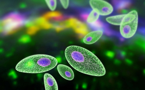 Parazitul Toxoplasma afectează o treime din populație. Nu există niciun medicament de luptă împotriva lui