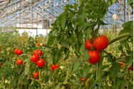 Au apărut primele tomate din județul Iași