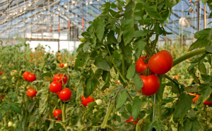 Au apărut primele tomate din județul Iași