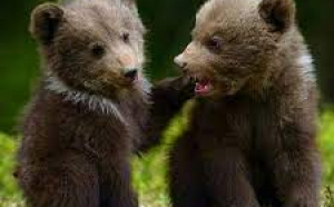 Urșii, luați din nou la ochi de către silvicultori