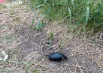 Grenadă găsită la Botoșani, pericol public