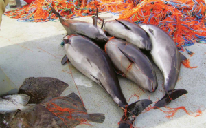 Delfinii din Marea Neagră, răniți de bombele rusești