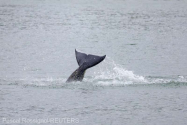 O orcă bolnavă, care rătăceşte de mai multe zile în fluviul Sena, va fi eutanasiată 