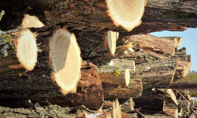 Amenzi de peste 66.000 de lei pentru nereguli privind trasabilitatea lemnului în judeţul Suceava