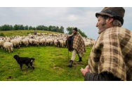 Criză de ciobani în România. Se oferă salarii de 4.000 de lei pe lună