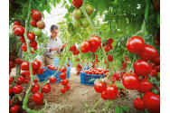 A crescut de șase ori numărul ieșenilor care solicită bani pentru a cultiva tomate!
