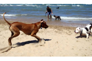 Nemțoaică sfâșiată de o haită de câini, pe o plajă din Mamaia